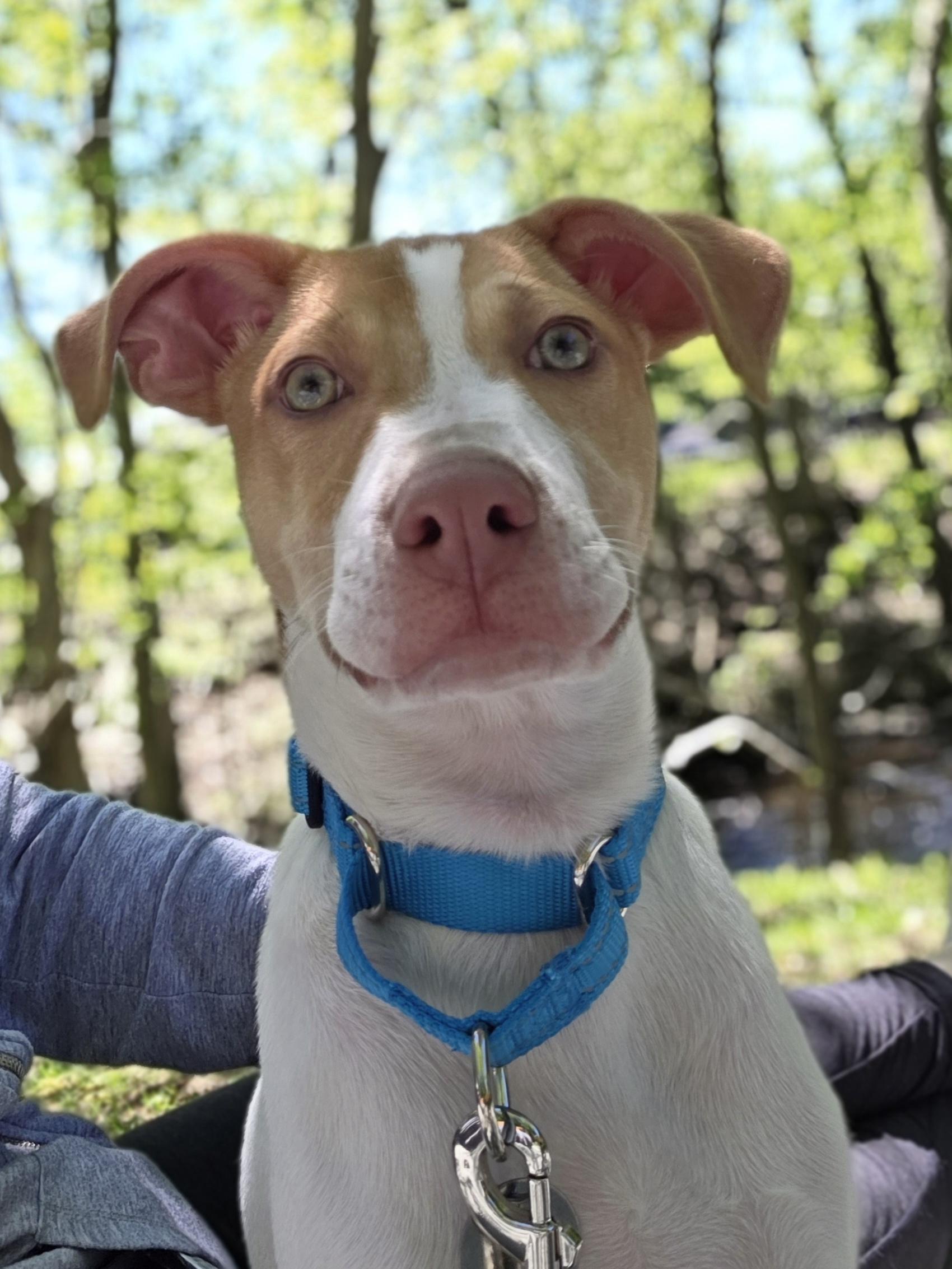 Linus, Adoptable, Puppy Male English Pointer & Pit Bull Terrier.
