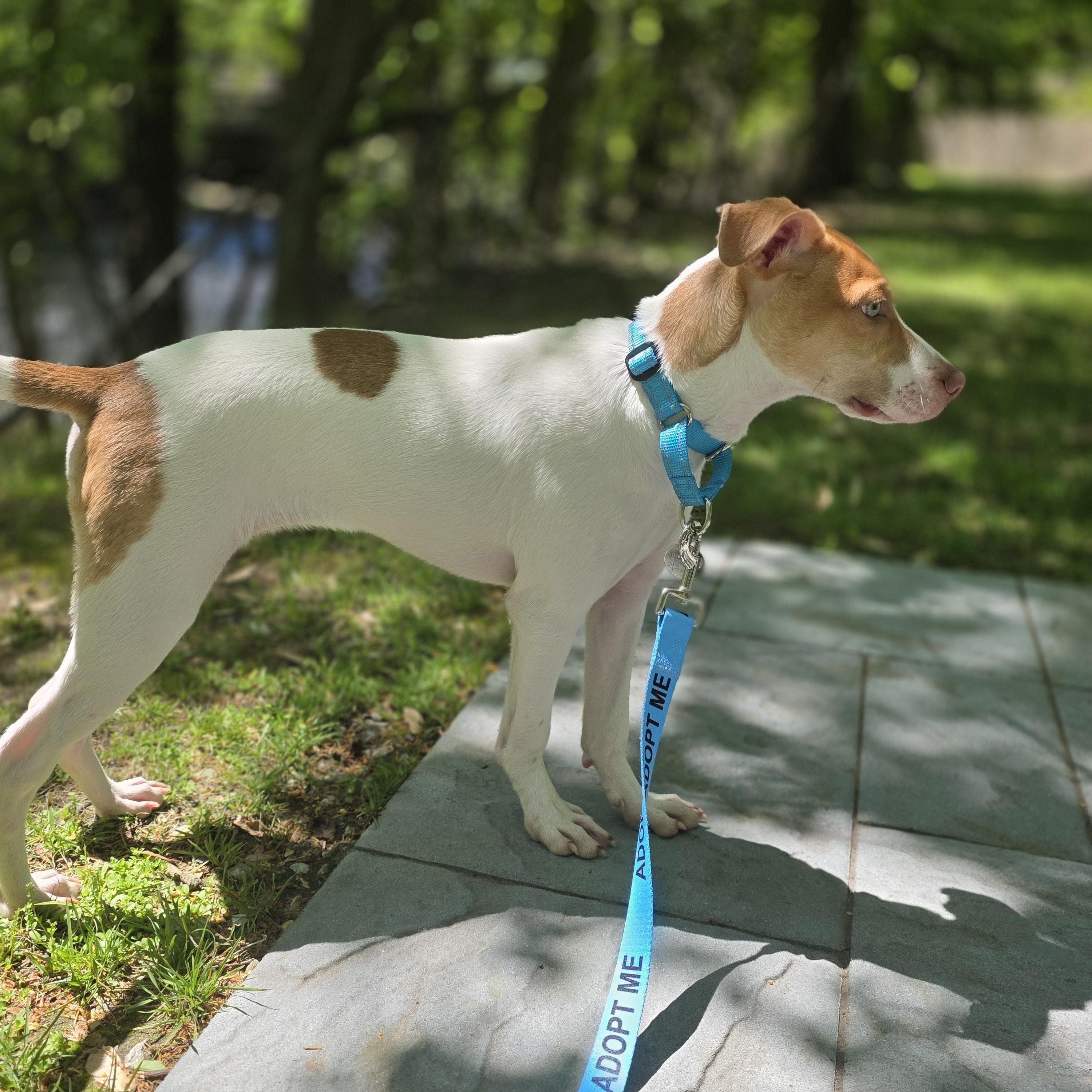 Linus, a Adoptable mixed breed in Wayne, NJ image 3/6