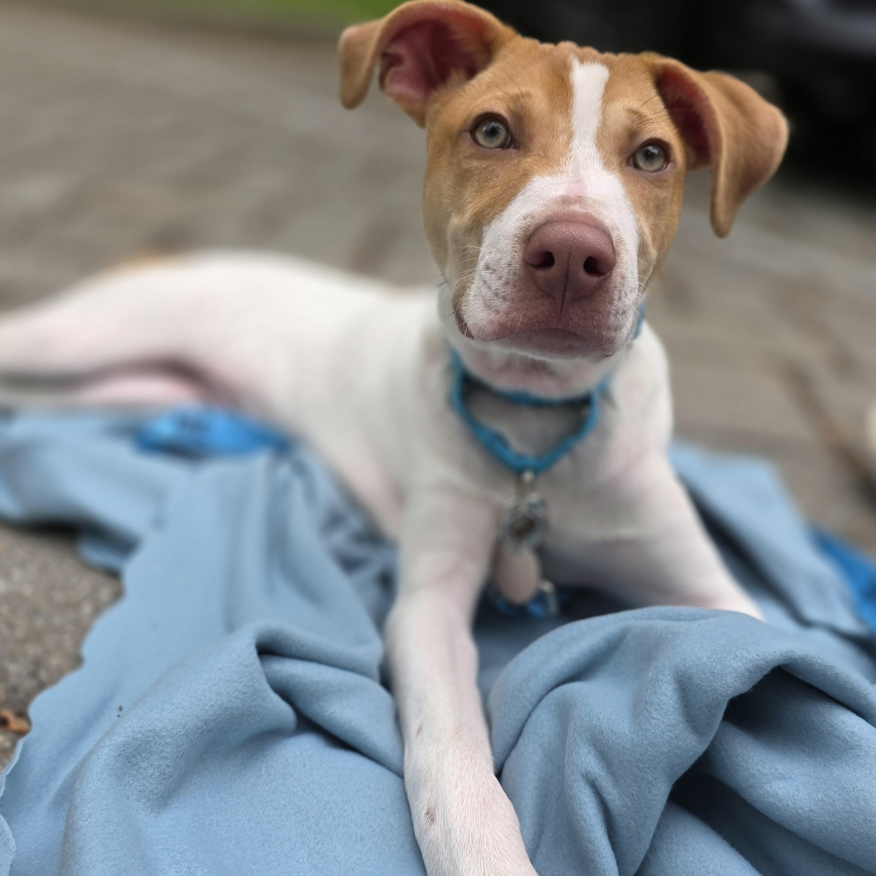 Linus, a Adoptable mixed breed in Wayne, NJ image 5/6