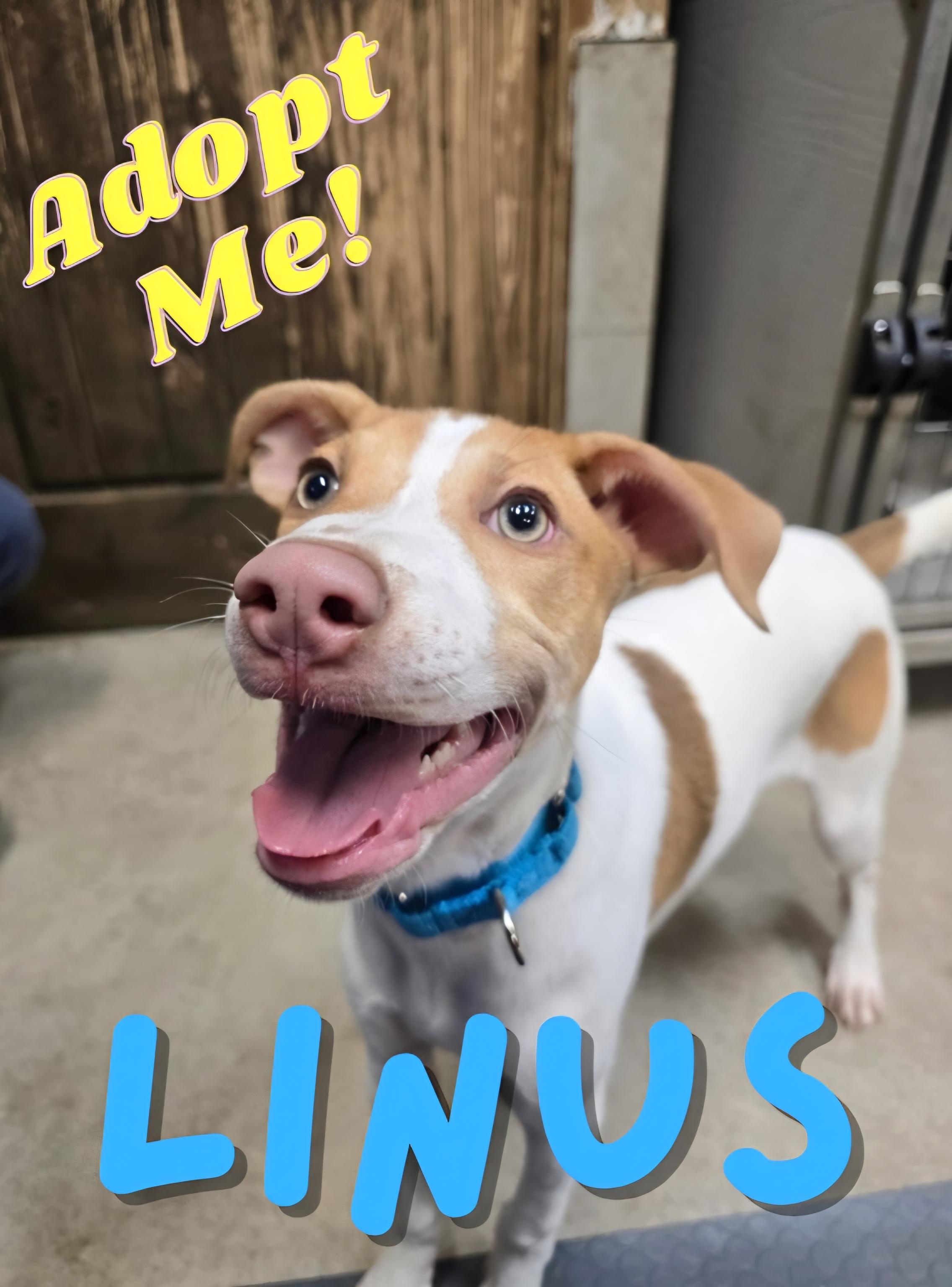 Linus, a Adoptable mixed breed in Wayne, NJ image 6/6