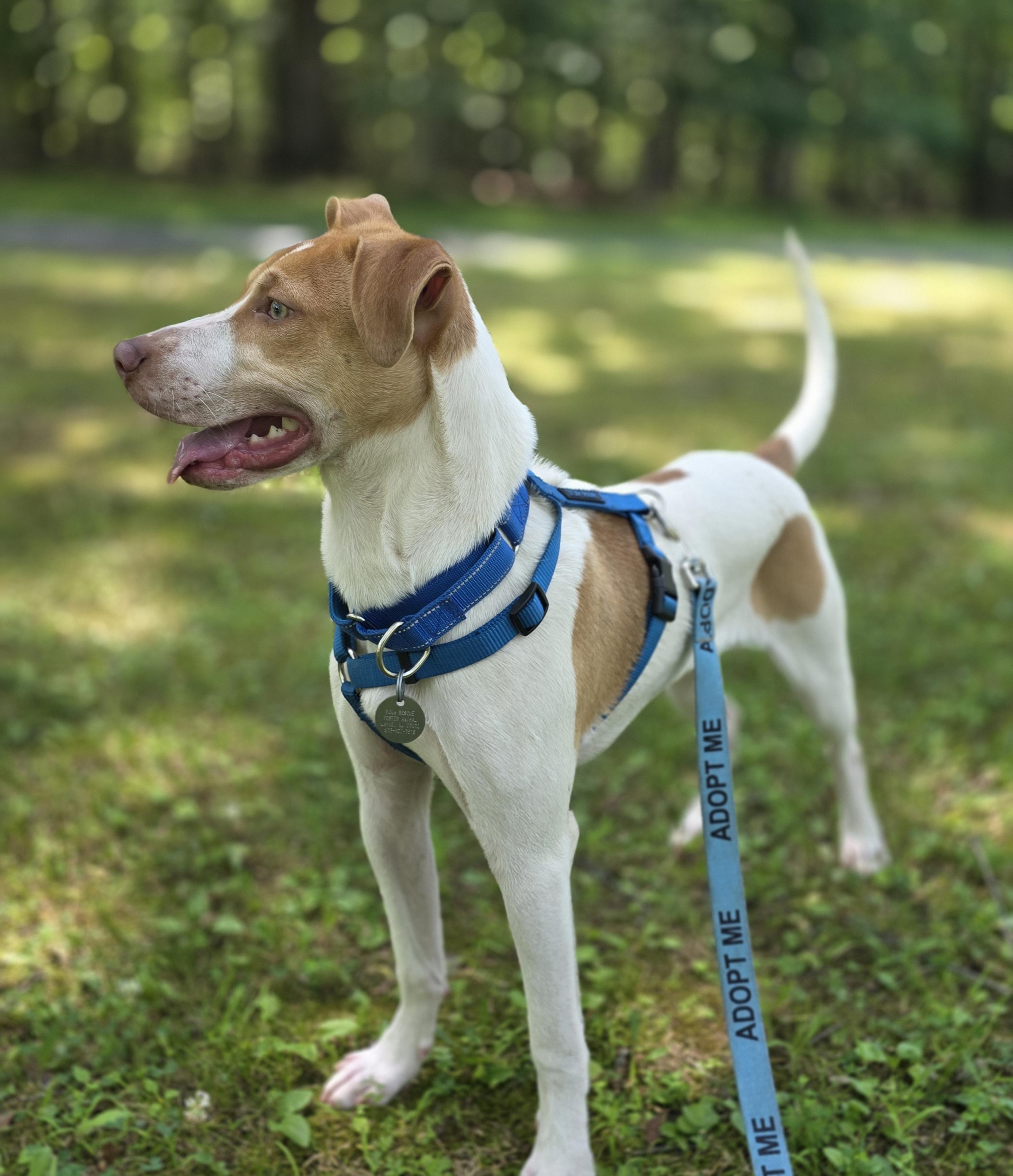 Enlarge Linus, a Adoptable English Pointer in Wayne, NJ image 1/6