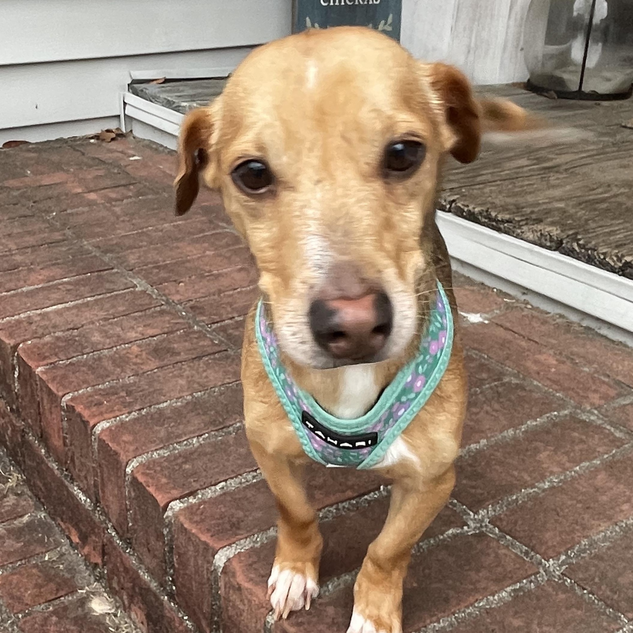 Luke, Adopted, Adult Male Dachshund.