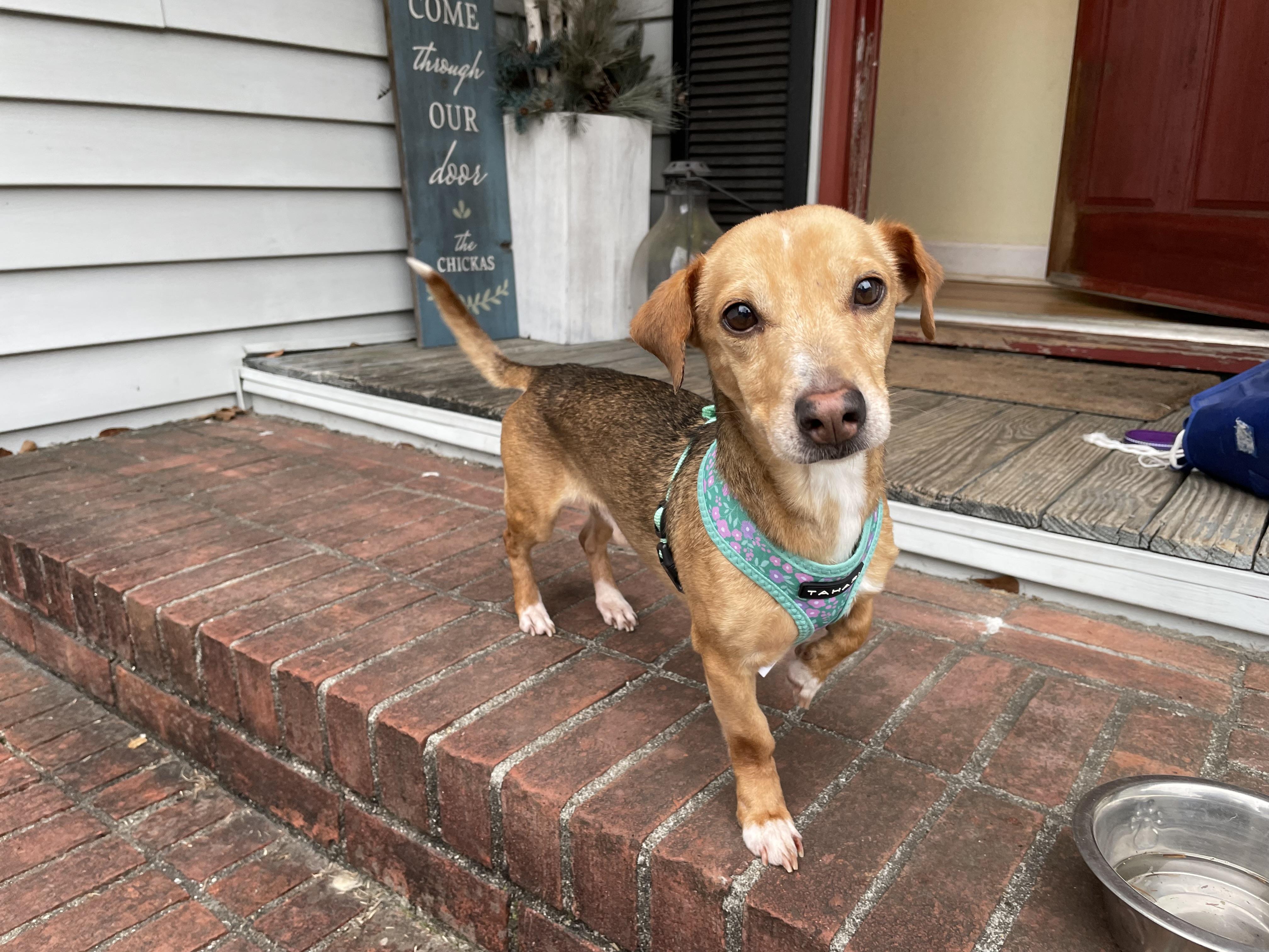 Enlarge Luke, a Adopted mixed breed in Moncks Corner, SC image 2/6
