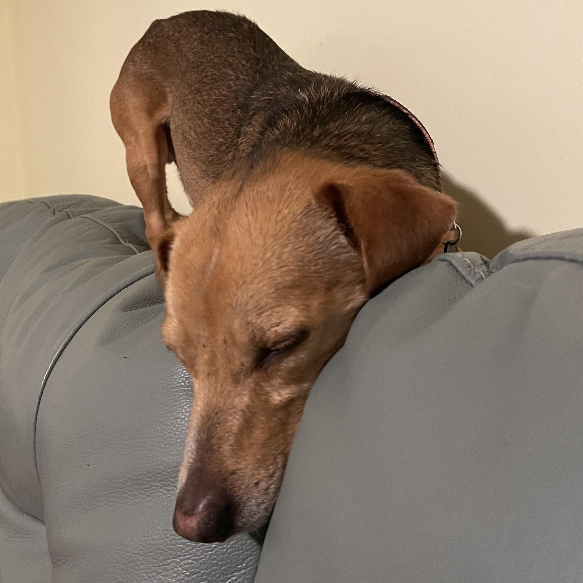 Enlarge Luke, a Adopted mixed breed in Moncks Corner, SC image 3/6