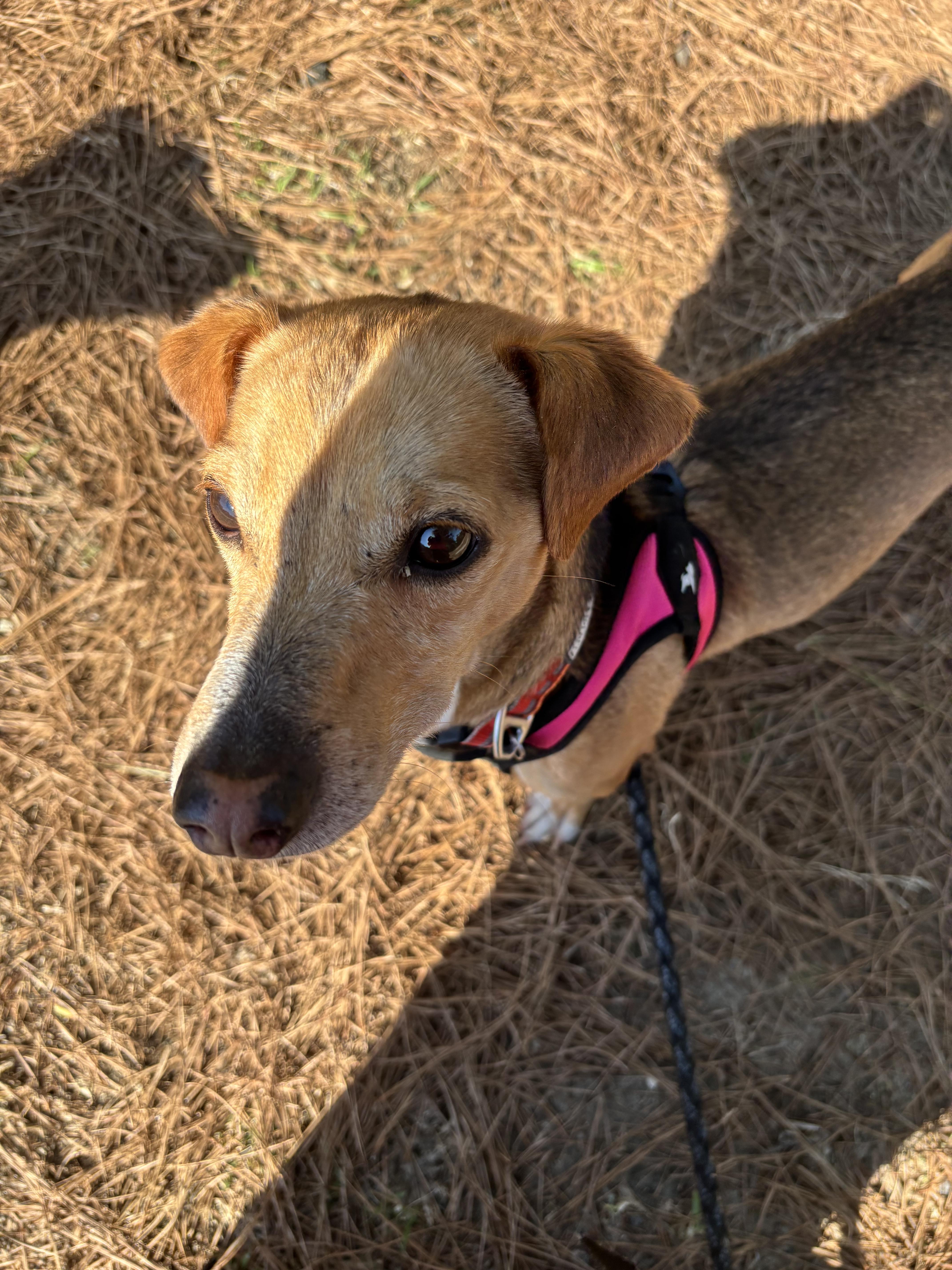 Enlarge Luke, a Adopted mixed breed in Moncks Corner, SC image 4/6