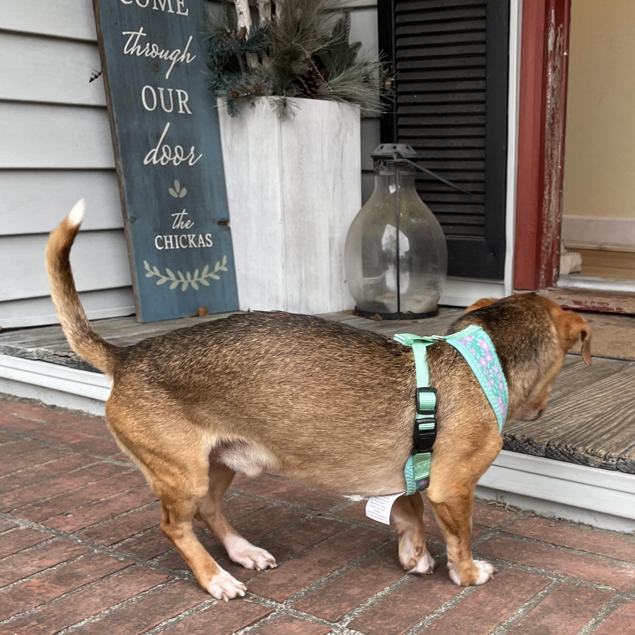 Enlarge Luke, a Adopted mixed breed in Moncks Corner, SC image 5/6