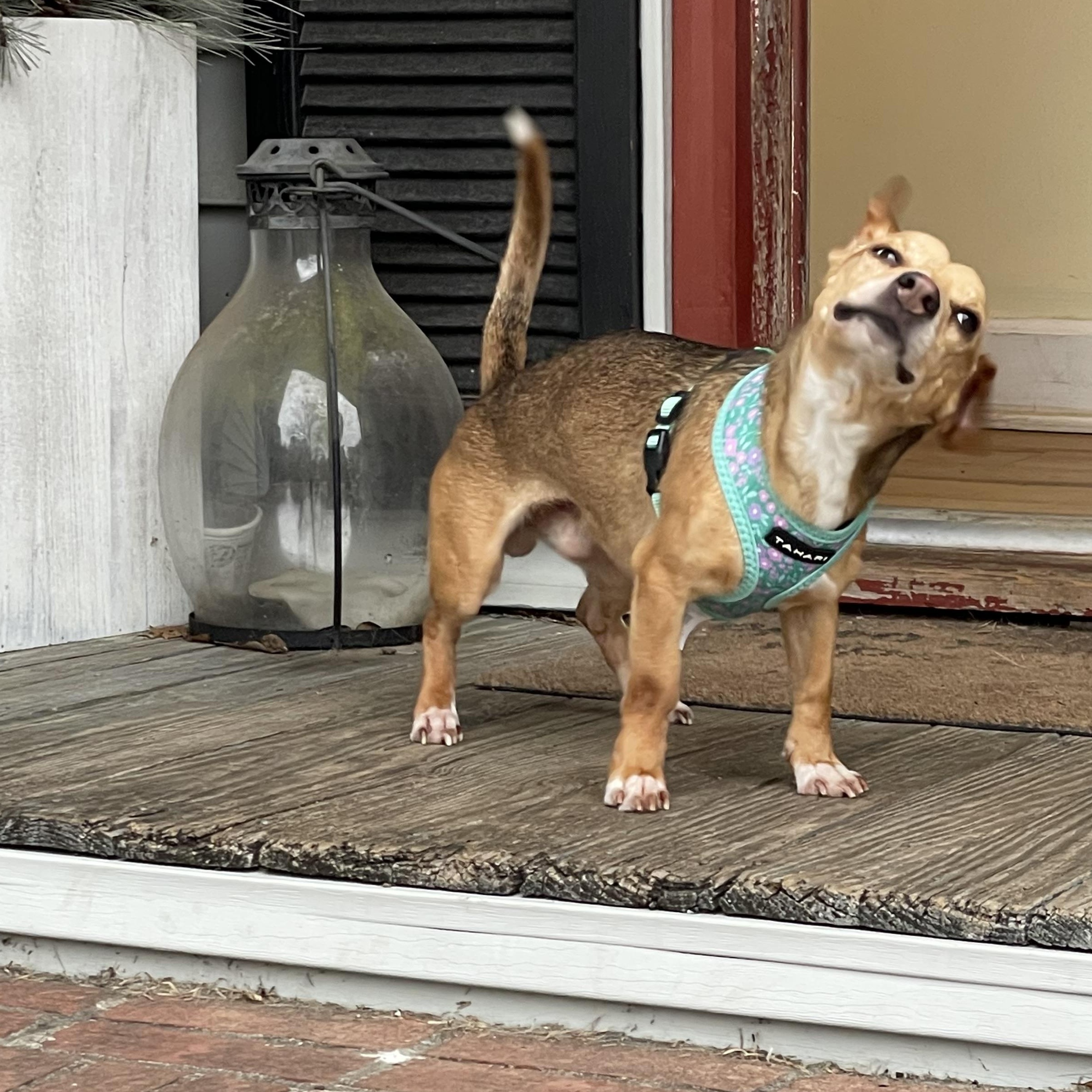 Enlarge Luke, a Adopted mixed breed in Moncks Corner, SC image 6/6