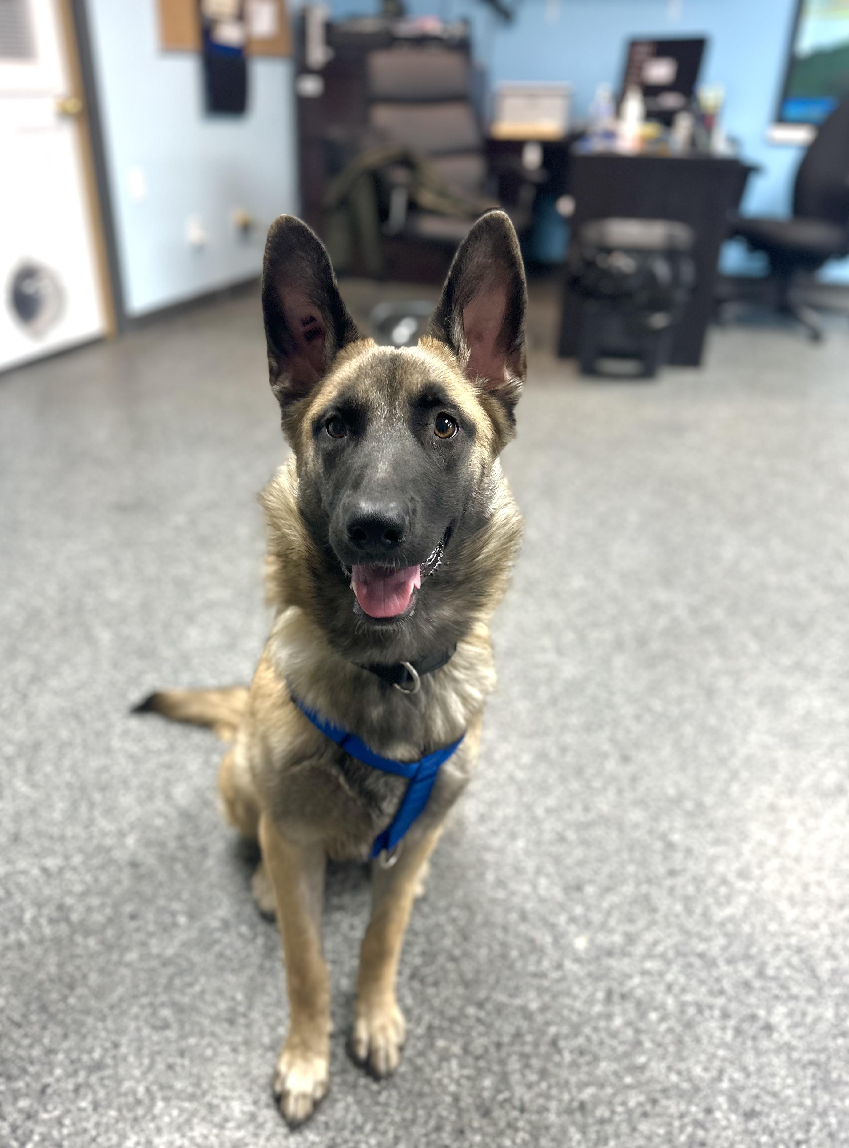 Harlow, Adopted, Young Female German Shepherd Dog.