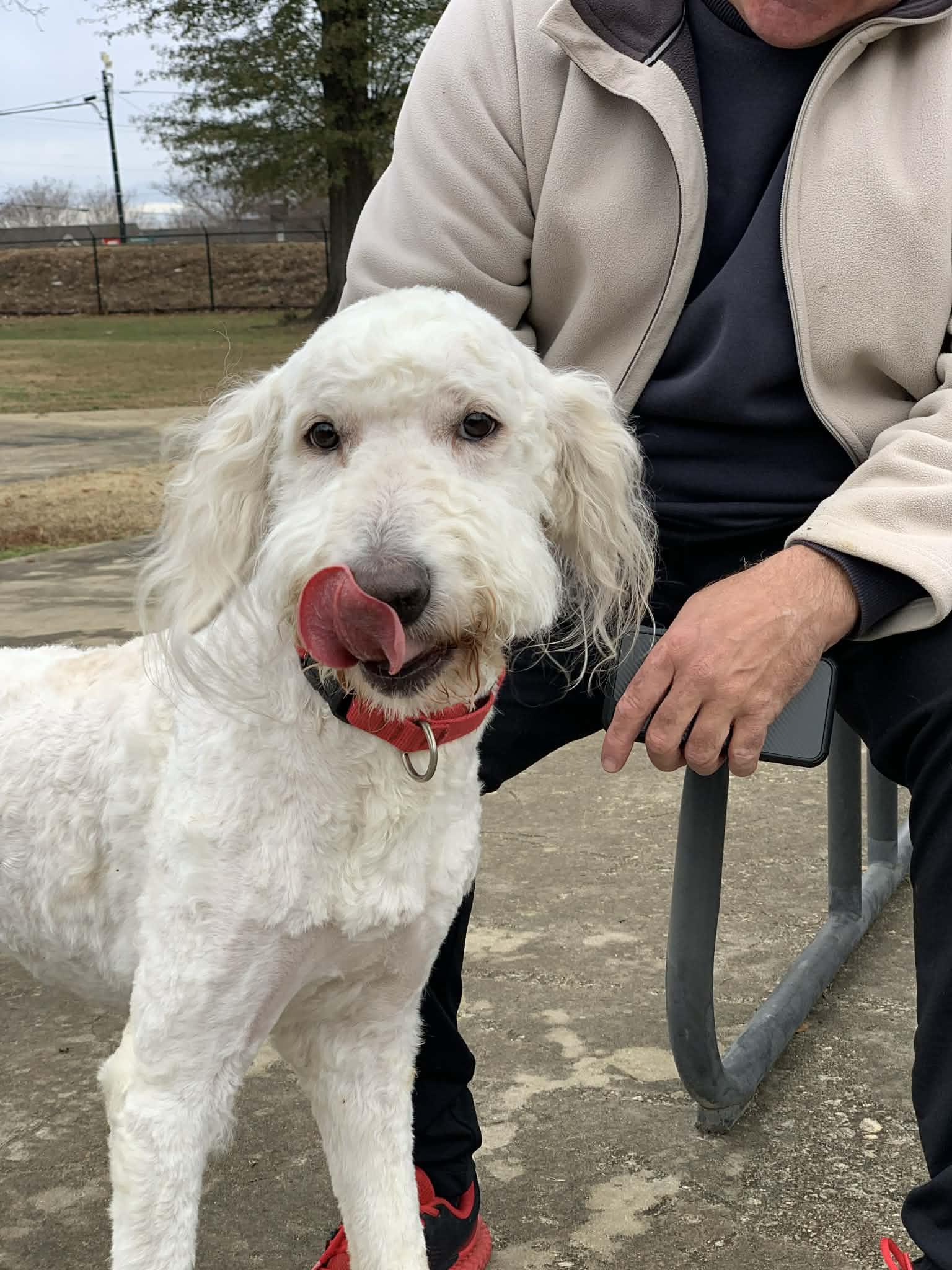 Wally, a ADOPTABLE Labradoodle in Douglas, MA image 1/4