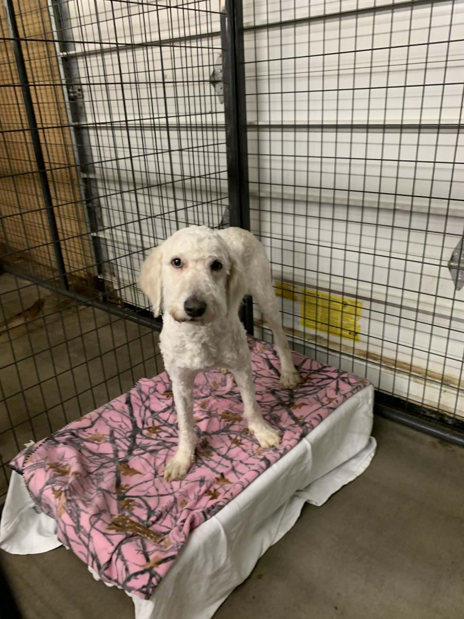 Wally, a ADOPTABLE Labradoodle in Douglas, MA image 2/4