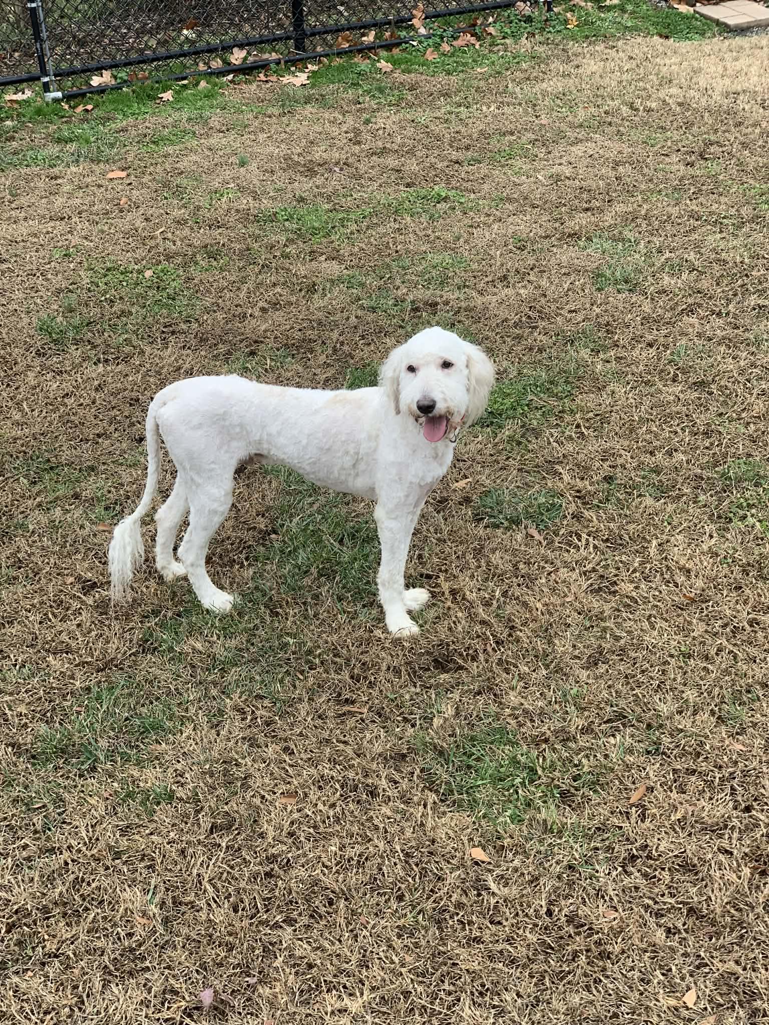 Wally, a ADOPTABLE Labradoodle in Douglas, MA image 3/4