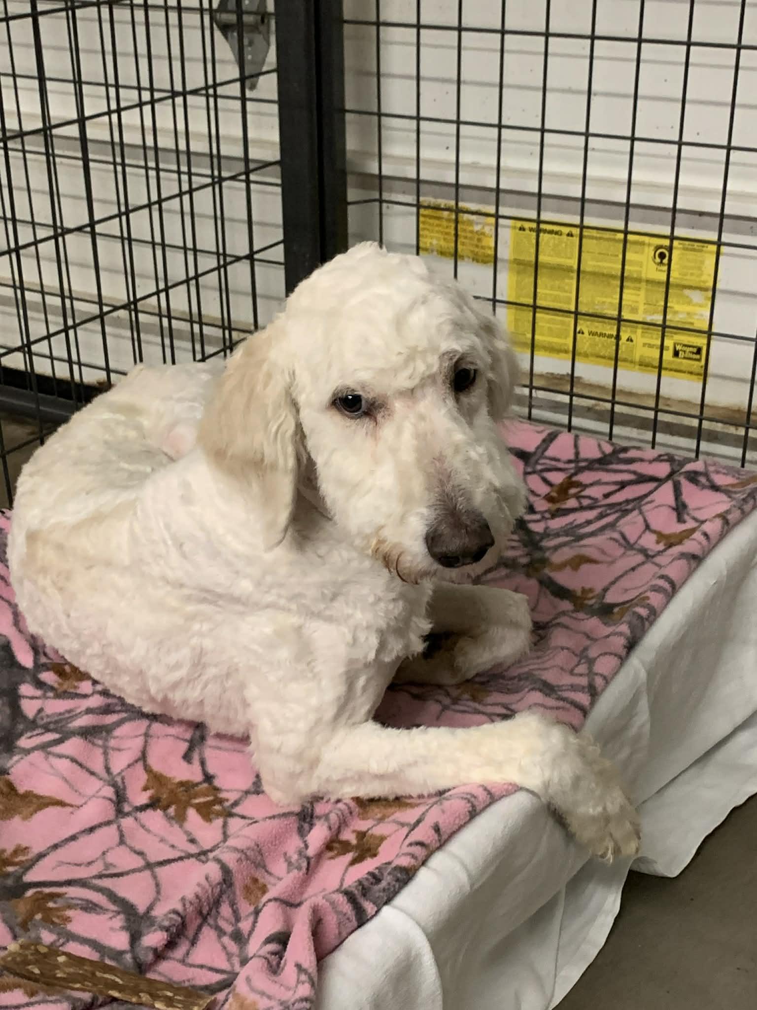 Wally, a ADOPTABLE Labradoodle in Douglas, MA image 4/4
