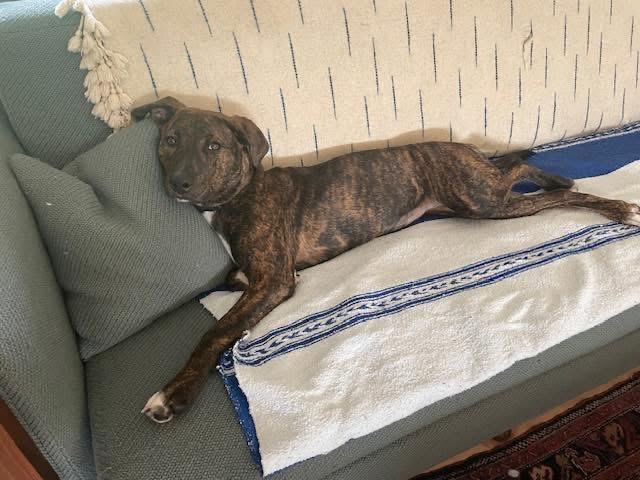 Petunia, a ADOPTABLE mixed breed in Germantown, NY image 2/6