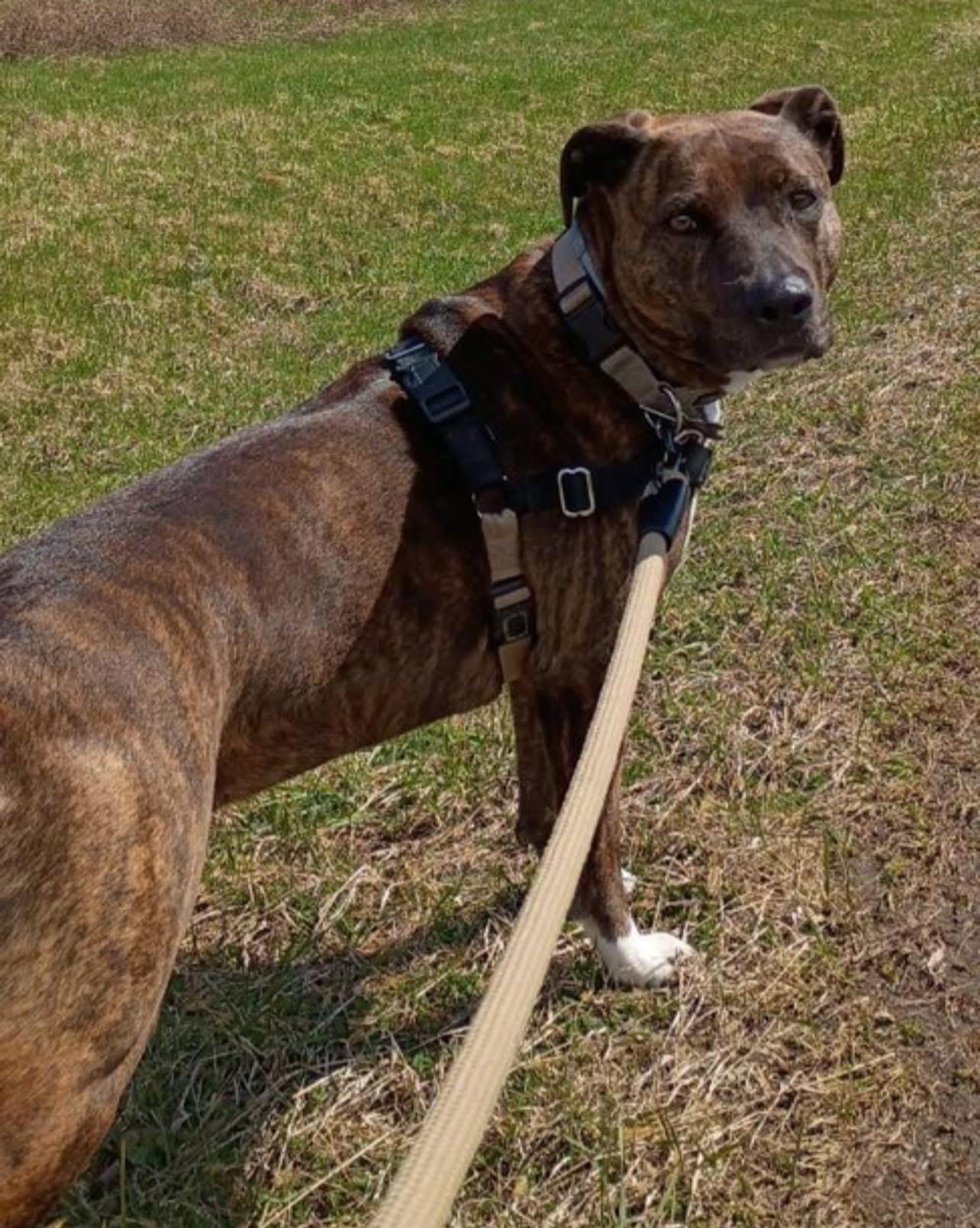 Petunia, a ADOPTABLE mixed breed in Germantown, NY image 3/6