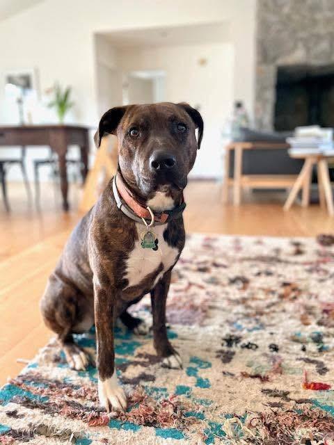 Petunia, a ADOPTABLE mixed breed in Germantown, NY image 1/6