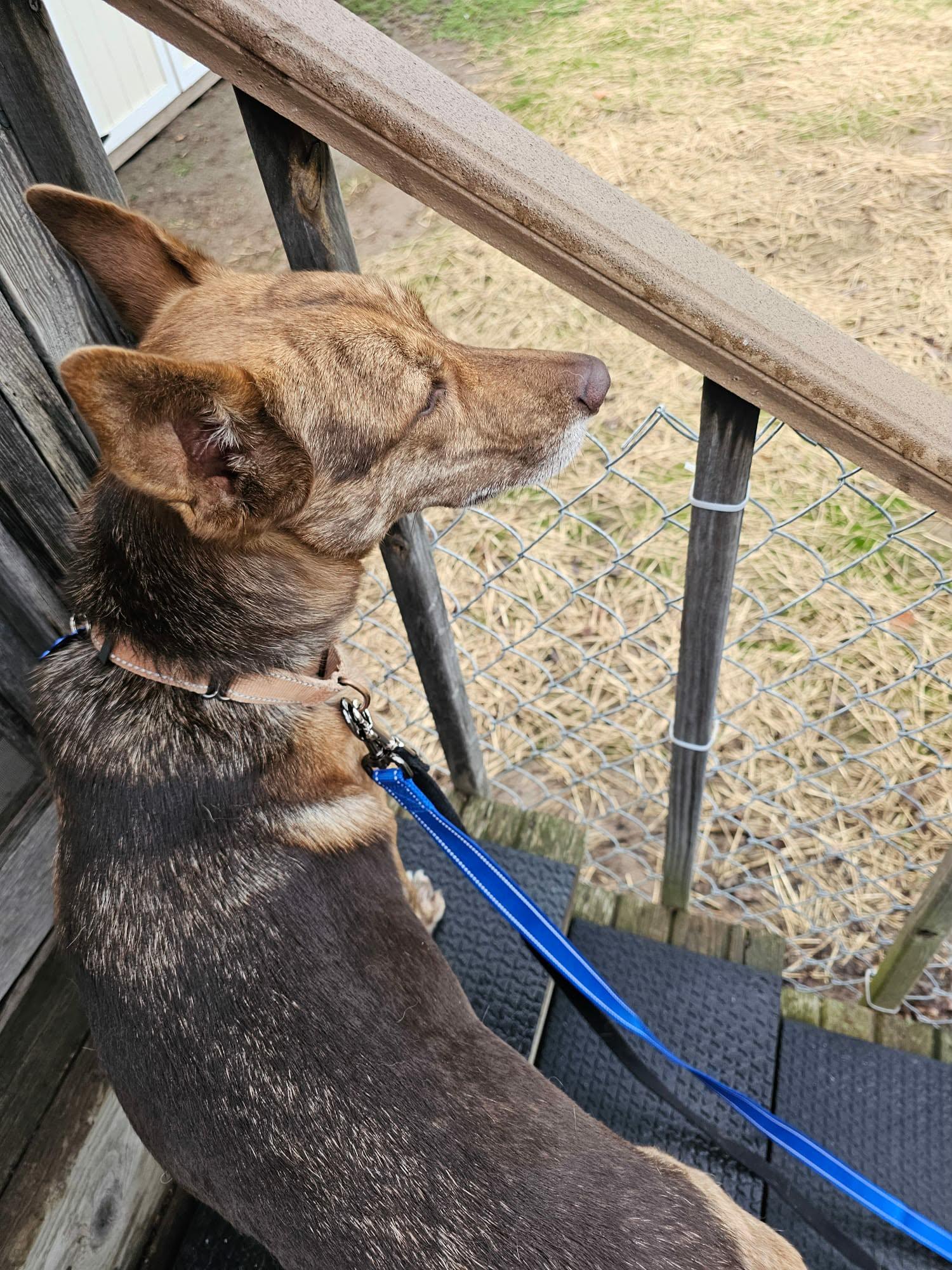Enlarge Dutch, a ADOPTABLE mixed breed in De Pere, WI image 2/5