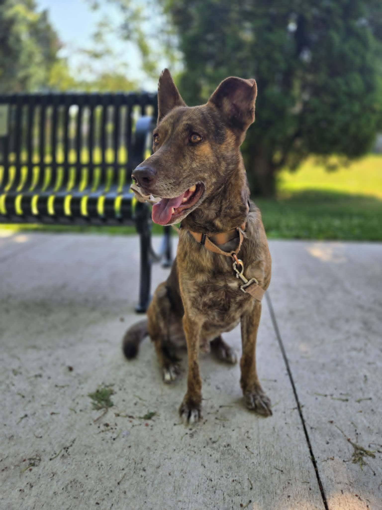 Dutch, a ADOPTABLE mixed breed in De Pere, WI image 1/6