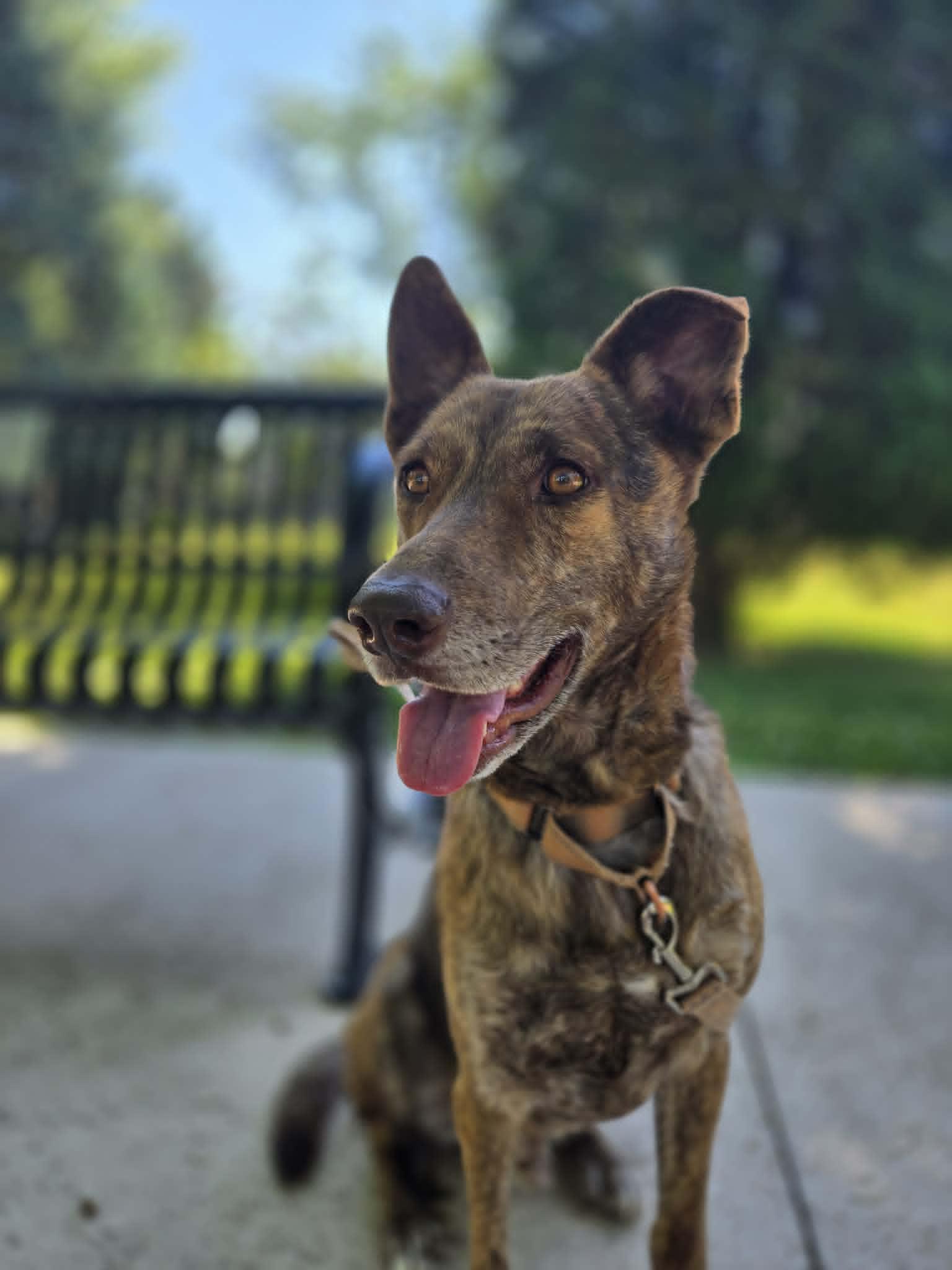 Dutch, a ADOPTABLE mixed breed in De Pere, WI image 6/6