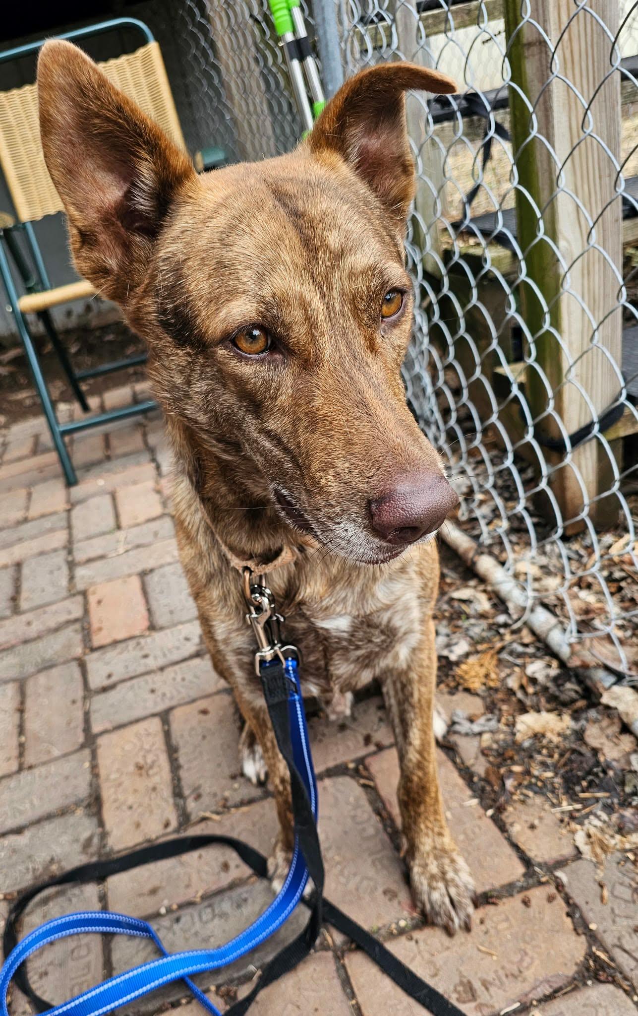 Dutch, ADOPTABLE, Young Male Shepherd.