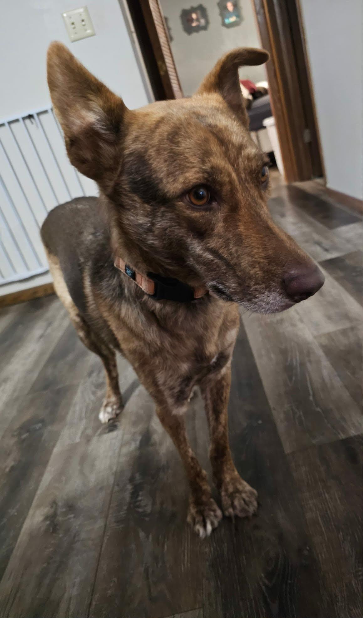 Enlarge Dutch, a ADOPTABLE mixed breed in De Pere, WI image 5/5