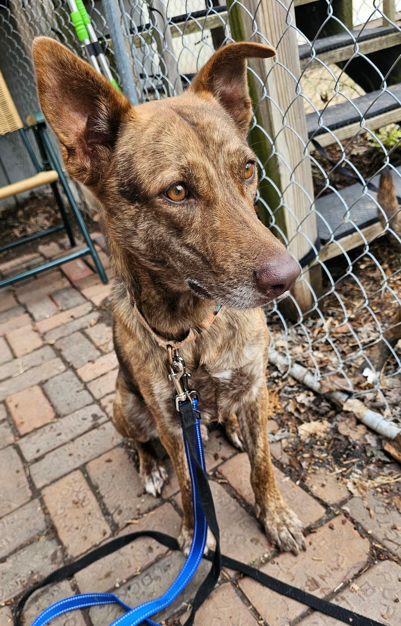 Enlarge Dutch, a ADOPTABLE mixed breed in De Pere, WI image 4/5
