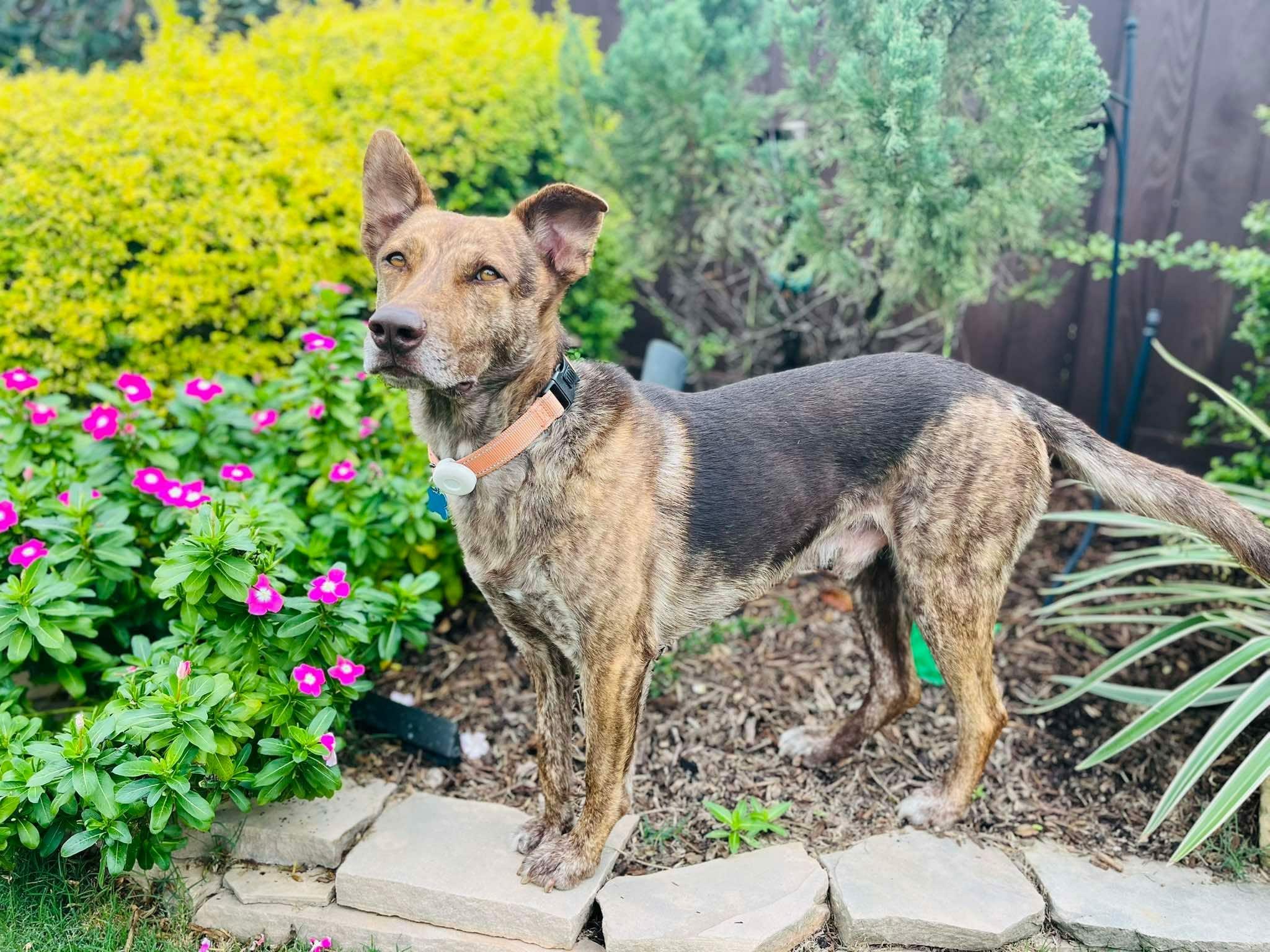 Dutch, a ADOPTABLE mixed breed in De Pere, WI image 1/6