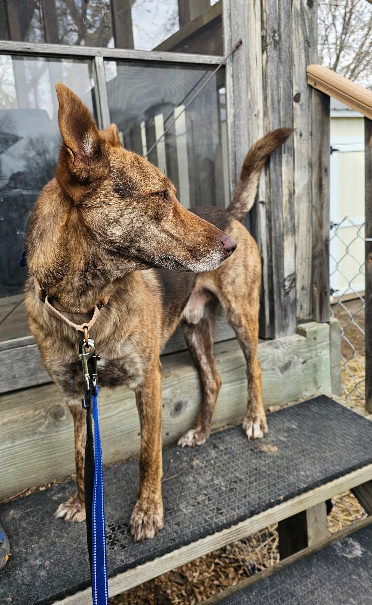 Enlarge Dutch, a ADOPTABLE mixed breed in De Pere, WI image 3/5