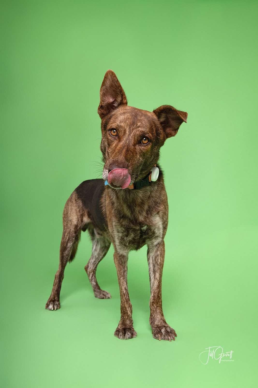 Dutch, a ADOPTABLE mixed breed in De Pere, WI image 5/6