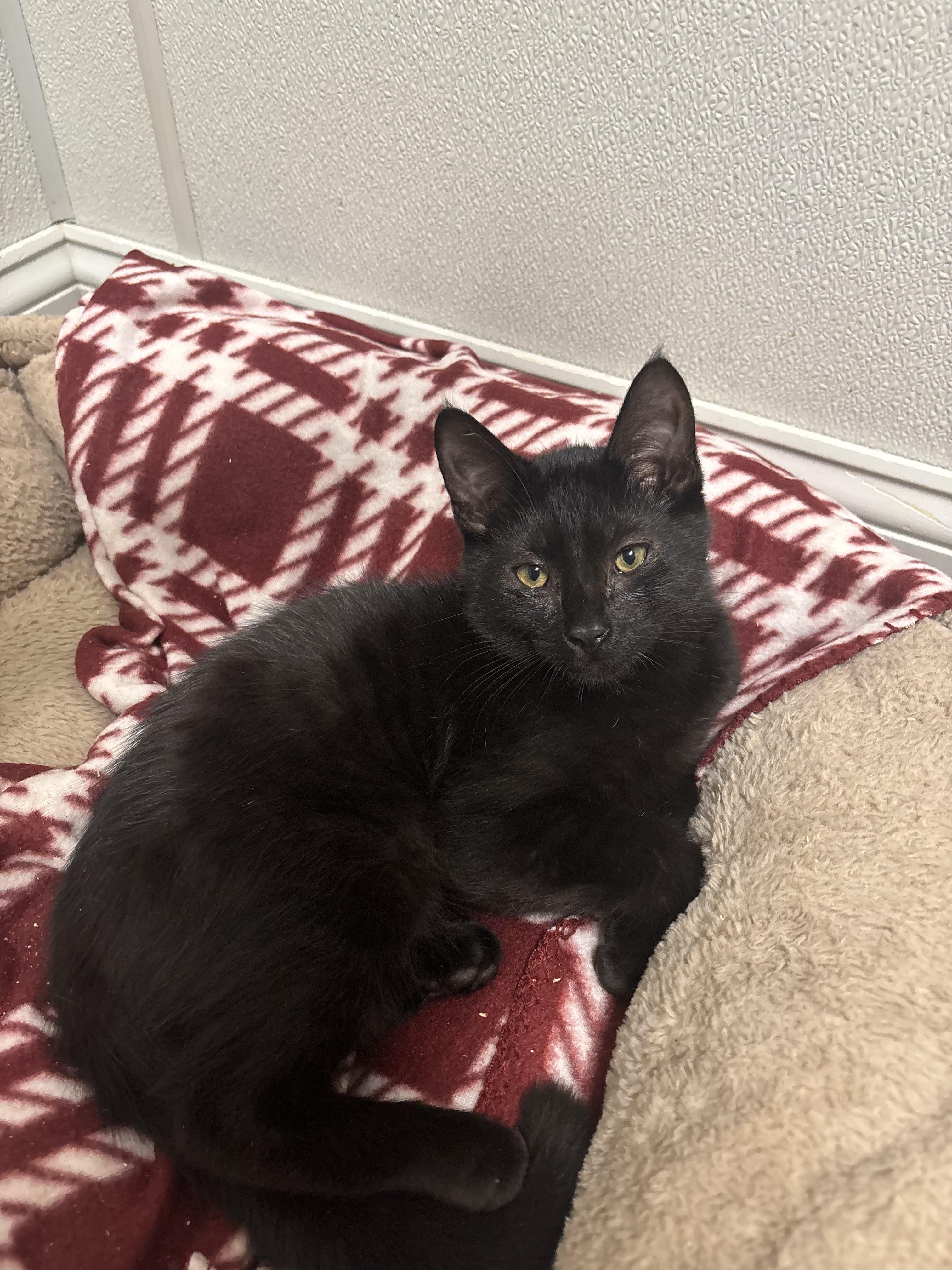 Froggy, Adoptable, Kitten Male Domestic Short Hair.