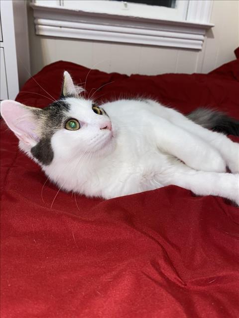 TULIO, Adoptable, Young Male Domestic Medium Hair.