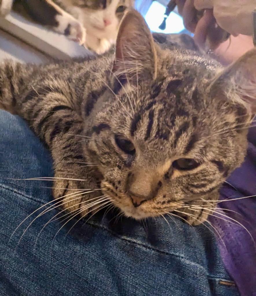 Bart, Adoptable, Young Male Domestic Short Hair.