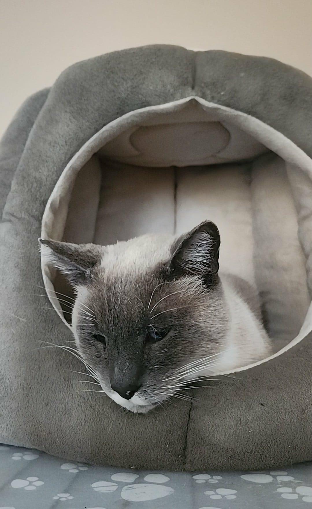 Luca, a Adoptable mixed breed in San Jose, CA image 1/6