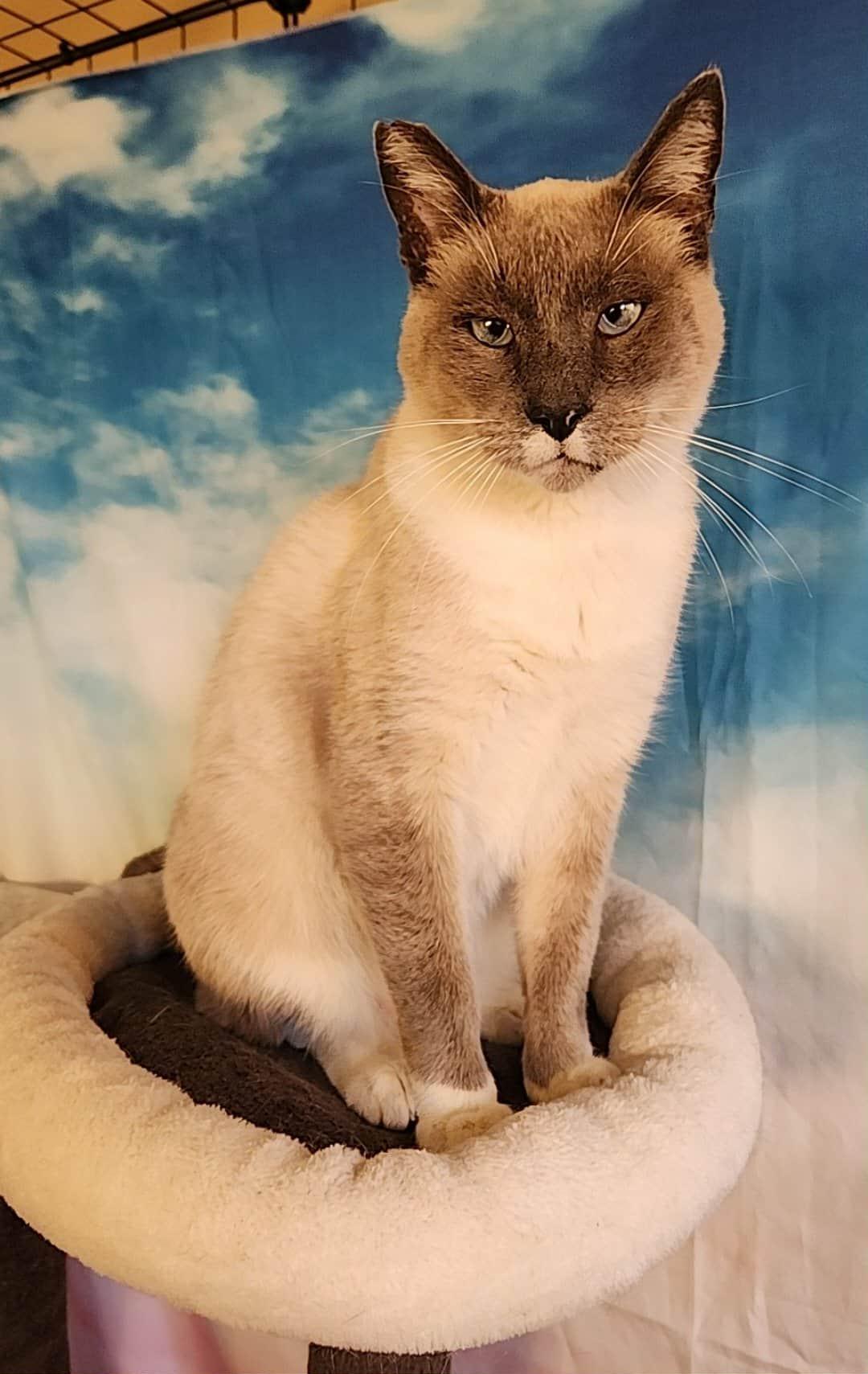 Luca, Adoptable, Adult Male Siamese & American Shorthair.
