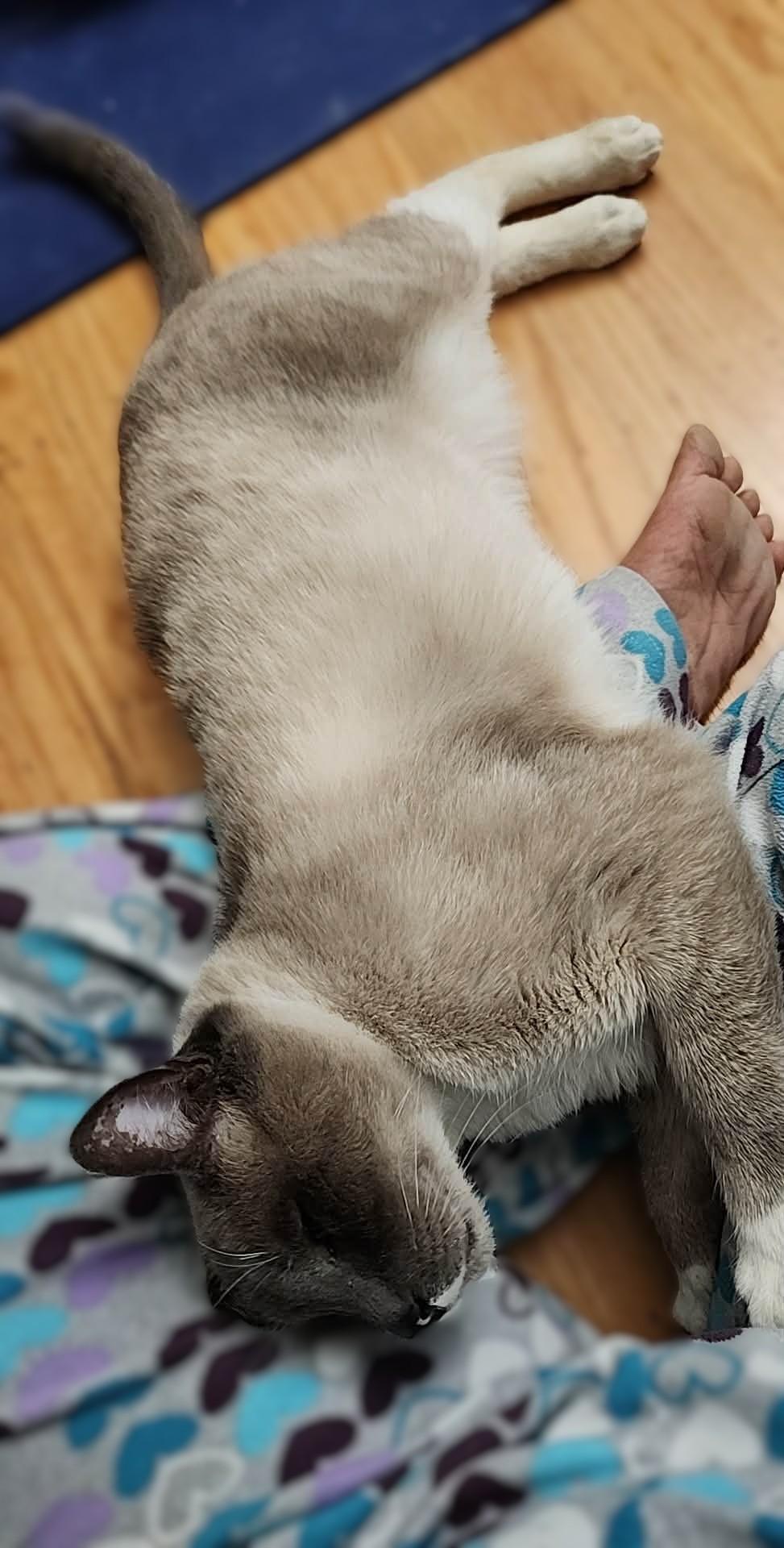 Enlarge Luca, a Adoptable mixed breed in Mt View, CA image 5/6