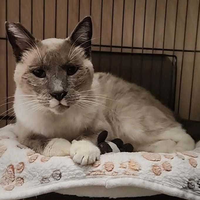 Luca, a Adoptable mixed breed in San Jose, CA image 3/6