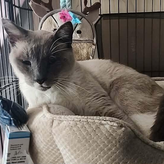 Luca, a Adoptable mixed breed in San Jose, CA image 6/6