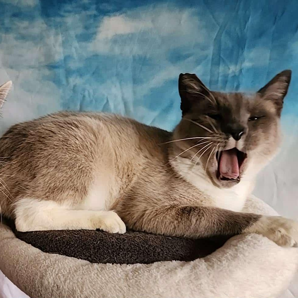 Luca, a Adoptable mixed breed in San Jose, CA image 5/6