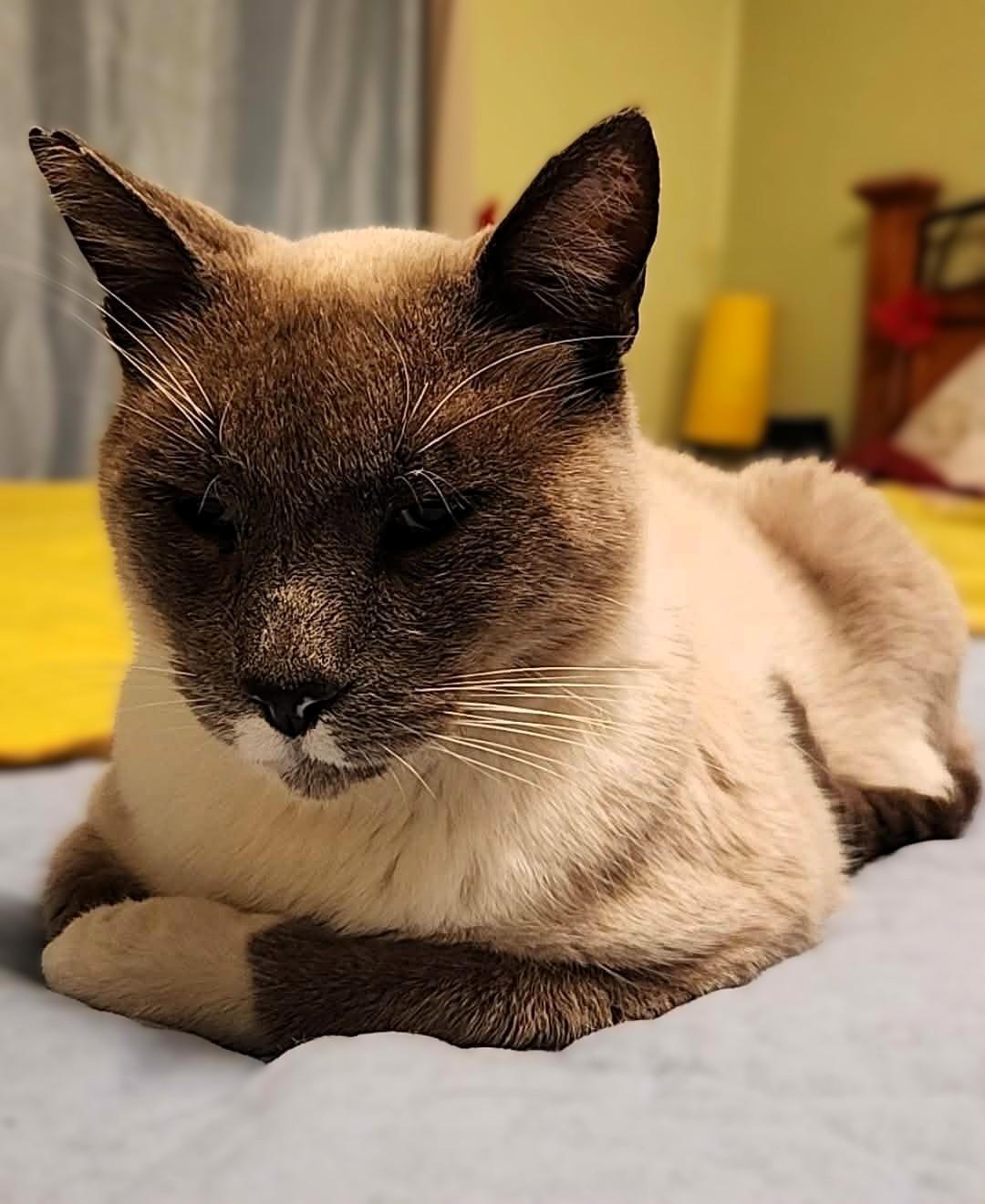 Enlarge Luca, a Adoptable mixed breed in Mt View, CA image 3/6