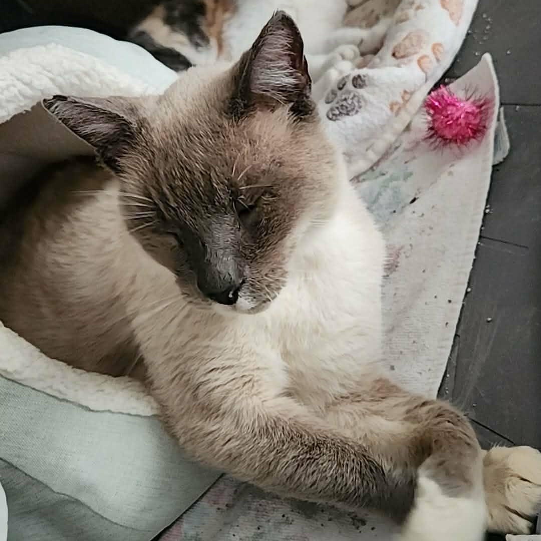 Luca, a Adoptable mixed breed in San Jose, CA image 4/6