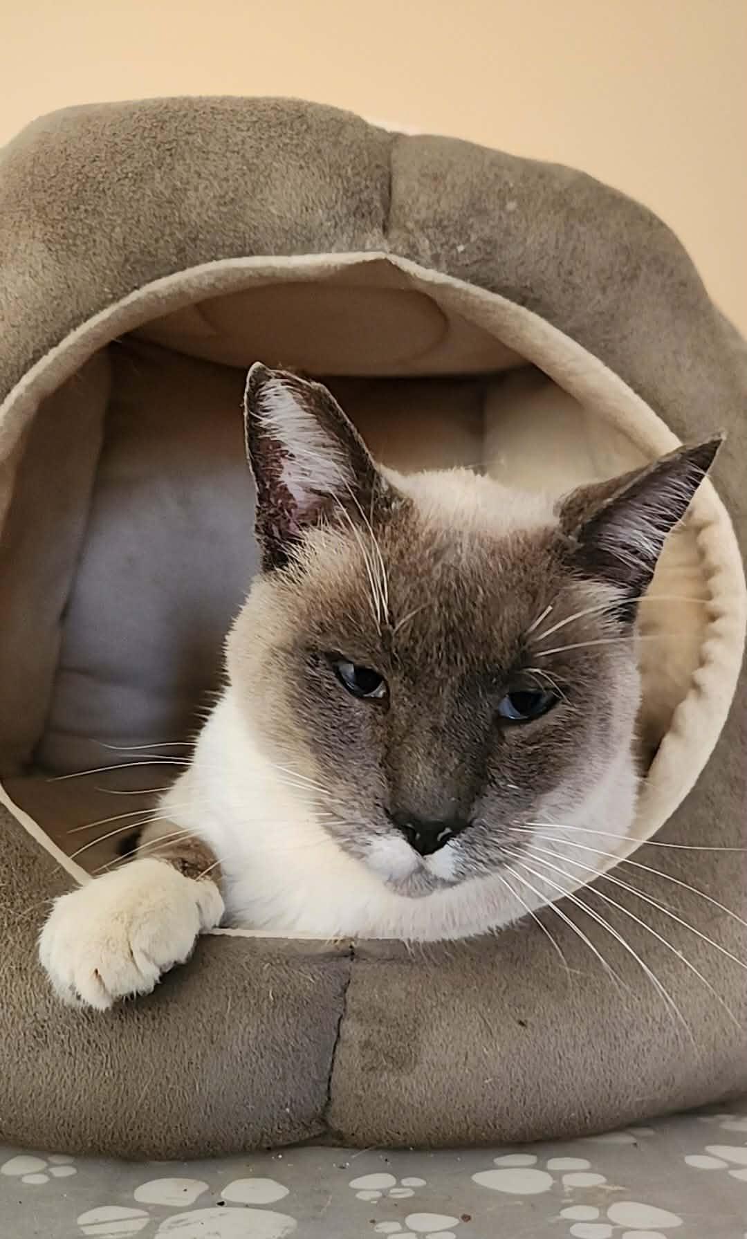 Luca, Adoptable, Adult Male Siamese & American Shorthair.