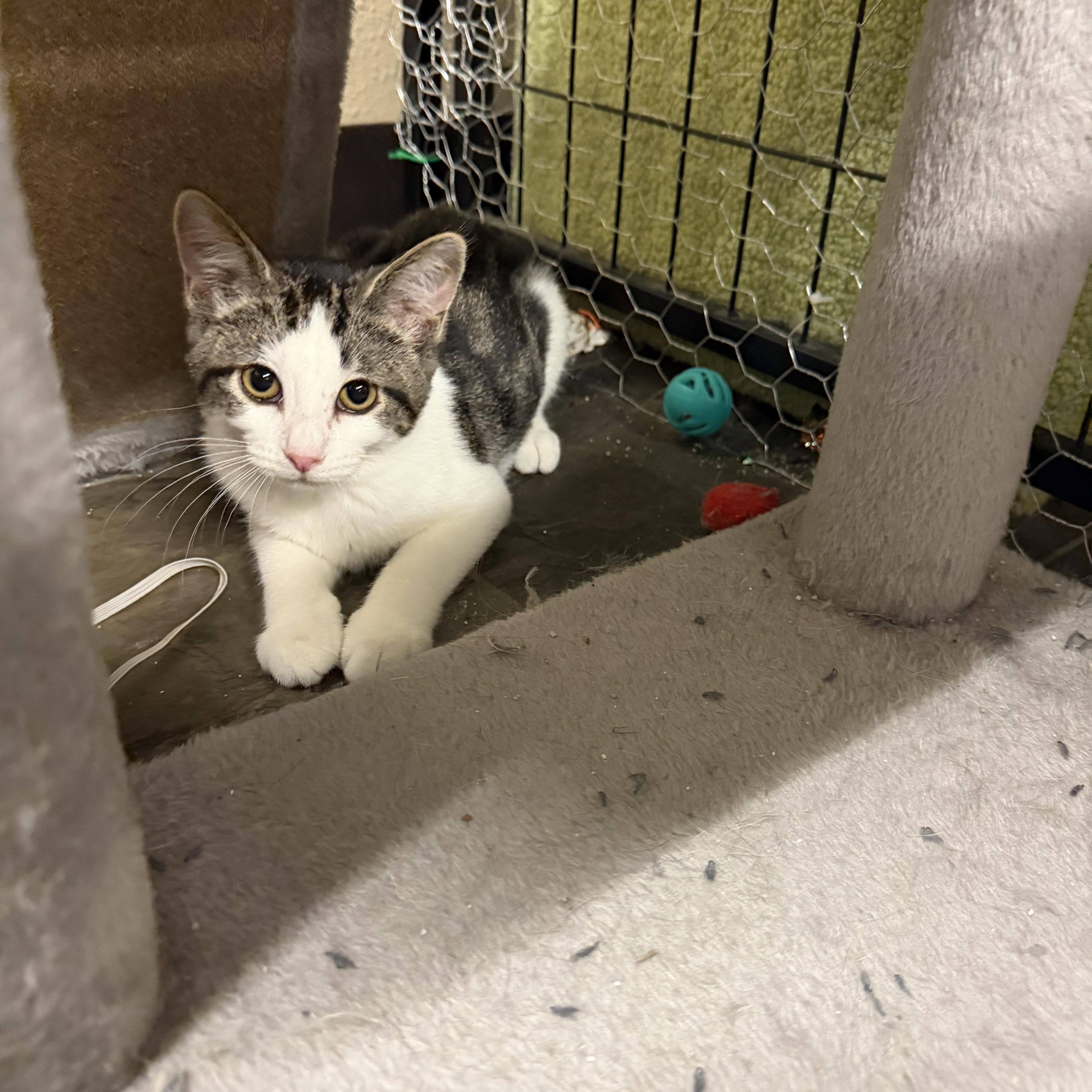 Mickey, Adoptable, Kitten Female Domestic Short Hair.
