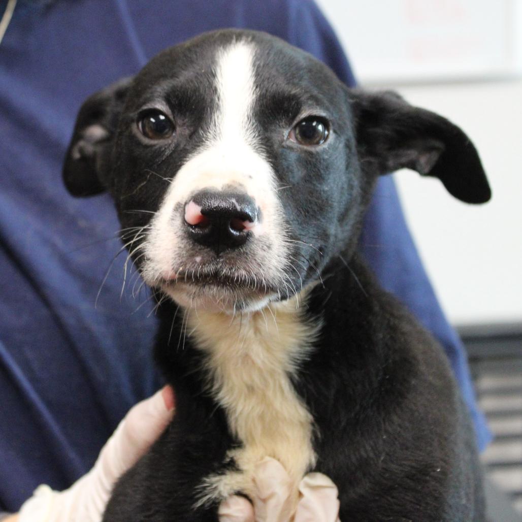 Smoky, a Adoptable mixed breed in Cleveland, MS image 2/5