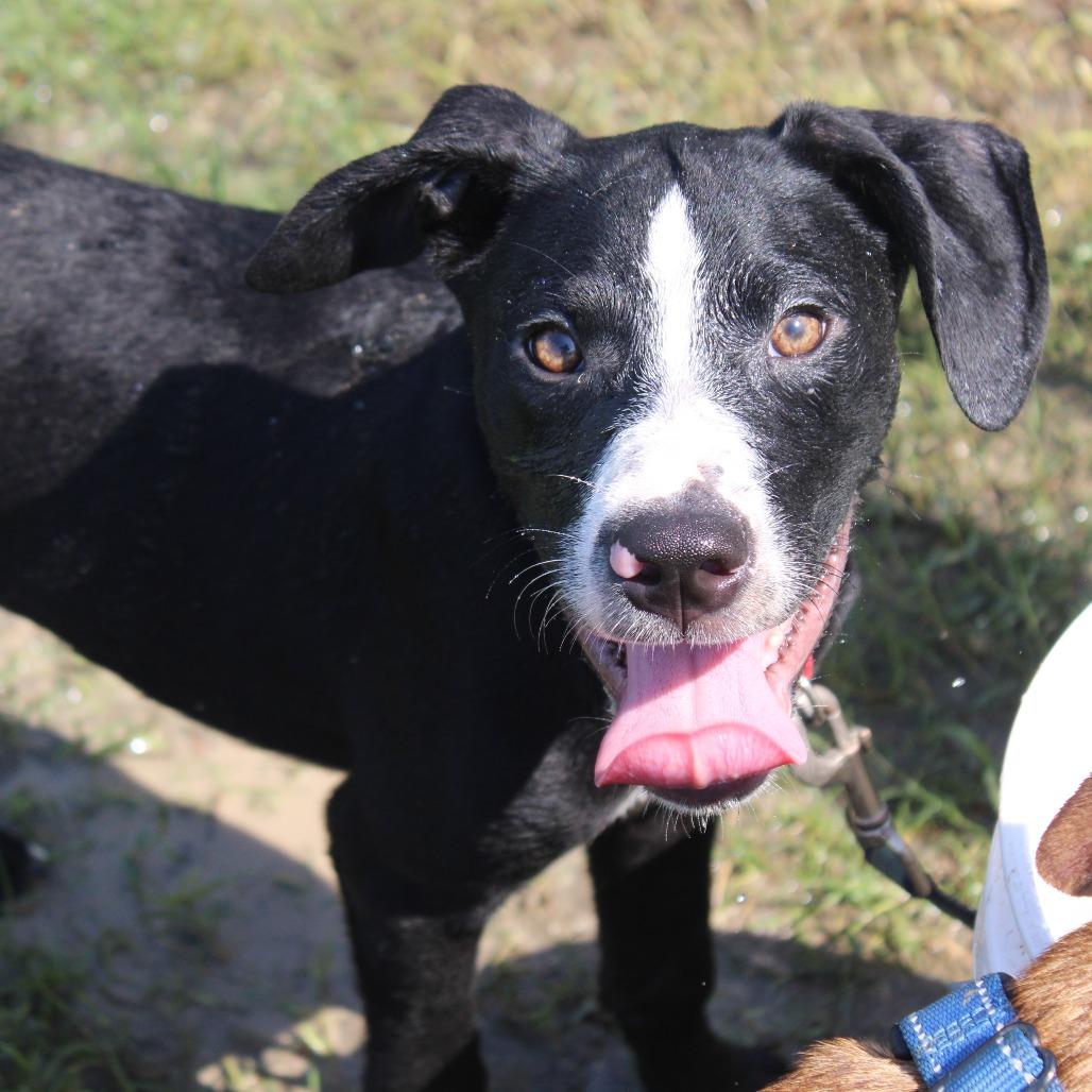 Smoky, a Adoptable mixed breed in Cleveland, MS image 5/5