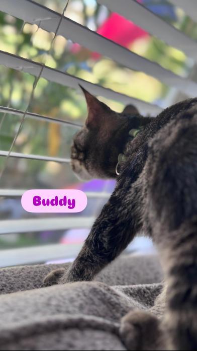 Buddy