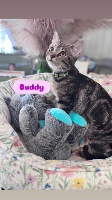 Buddy