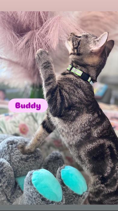 Buddy
