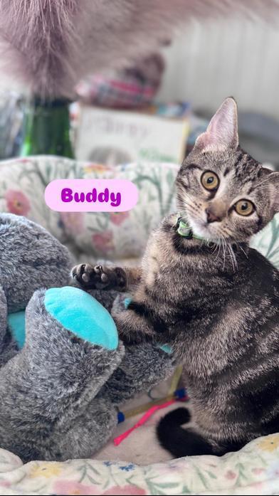 Buddy