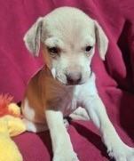 Enlarge NAPPER, a ADOPTABLE mixed breed in fort worth, TX image 4/6