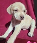 Enlarge NAPPER, a ADOPTABLE mixed breed in fort worth, TX image 3/6