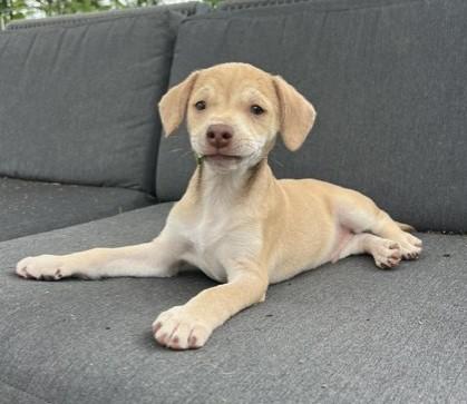 Enlarge NAPPER, a ADOPTABLE mixed breed in fort worth, TX image 2/6